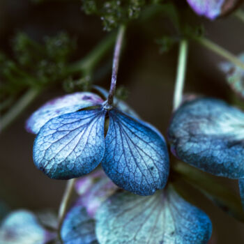 Photographie intitulée "L'hortensia bleu" par Melancholya, Œuvre d'art originale, Photographie numérique