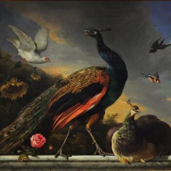 Pittura intitolato "Peacocks, male and…" da Melchior D'Hondecoeter, Opera d'arte originale, Olio