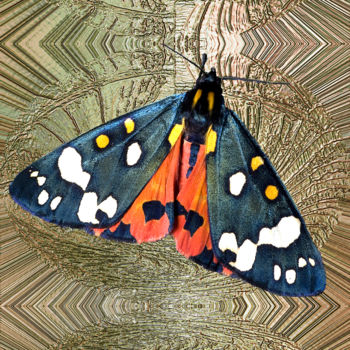 Digital Arts titled "Tiger Moth" by Richard Cresswell Thomas, Original Artwork, 2D Digital Work