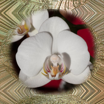 Arte digitale intitolato "Orchid White" da Richard Cresswell Thomas, Opera d'arte originale, Lavoro digitale 2D
