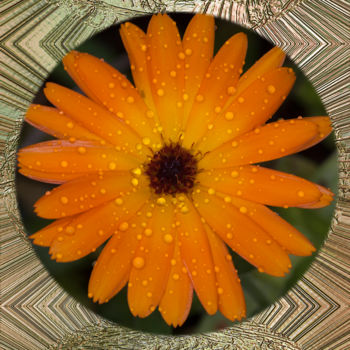 Digitale Kunst getiteld "Calendula" door Richard Cresswell Thomas, Origineel Kunstwerk, 2D Digital Work