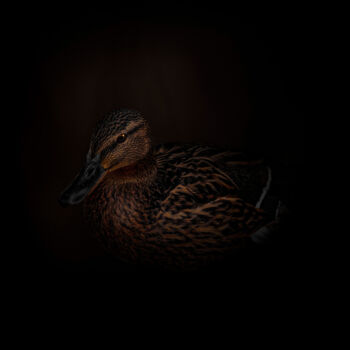 Photographie intitulée "Brown Duck In The D…" par Michael Lomiya, Œuvre d'art originale, Photographie manipulée