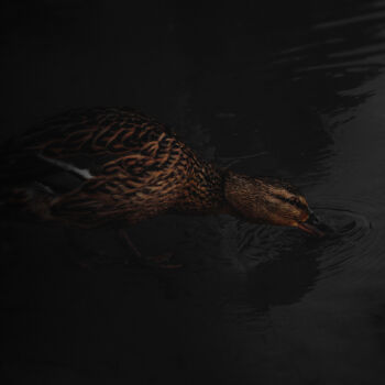 Photography titled "Brown Duck Drinks W…" by Michael Lomiya, Original Artwork, Manipulated Photography