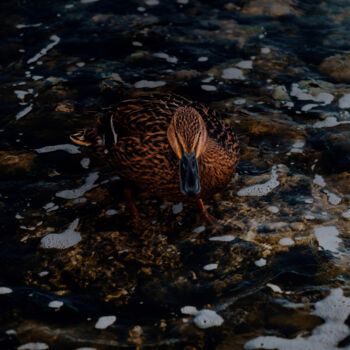 Photography titled "Brown Duck In The W…" by Michael Lomiya, Original Artwork, Analog photography