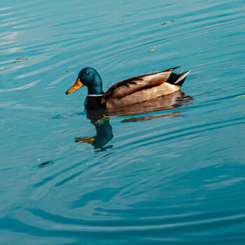 Photography titled "Duck In A Blue Water" by Michael Lomiya, Original Artwork, Manipulated Photography