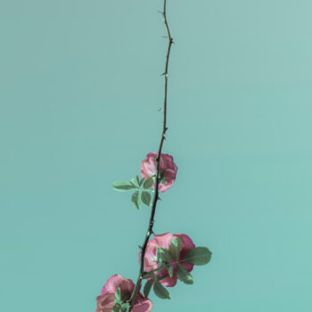 Photography titled "Pink Roses Blossom…" by Michael Lomiya, Original Artwork, Manipulated Photography