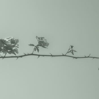 Photography titled "Life. Roses On A Br…" by Michael Lomiya, Original Artwork, Manipulated Photography