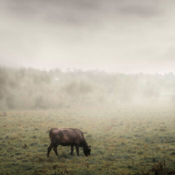Photography titled "A Black Cow Grazes…" by Michael Lomiya, Original Artwork, Manipulated Photography