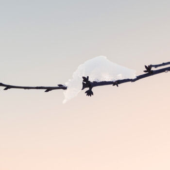 Photography titled "Snow On A Branch In…" by Michael Lomiya, Original Artwork, Manipulated Photography