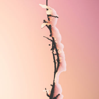 Фотография под названием "A Snowy Branch In A…" - Michael Lomiya, Подлинное произведение искусства, Манипулированная фотогра…