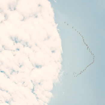 "A Flock Of Birds In…" başlıklı Fotoğraf Michael Lomiya tarafından, Orijinal sanat, Fotoşoplu fotoğrafçılık