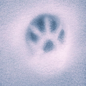 Fotografie getiteld "A Cat's Pawprint On…" door Michael Lomiya, Origineel Kunstwerk, Gemanipuleerde fotografie