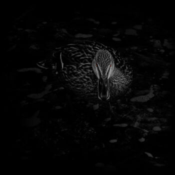 Fotografia zatytułowany „Black And White Duc…” autorstwa Michael Lomiya, Oryginalna praca, Manipulowana fotografia