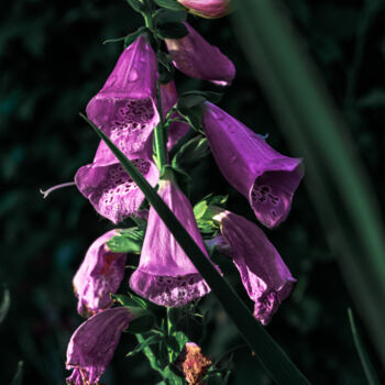 Photography titled "A Purple Flower In…" by Michael Lomiya, Original Artwork, Manipulated Photography