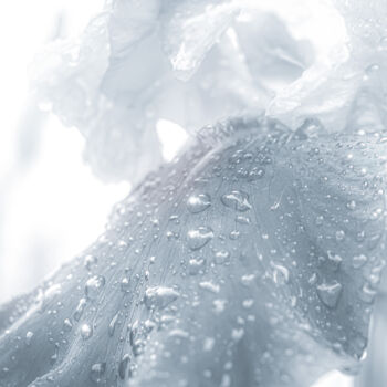Photography titled "Glass Flower" by Michael Lomiya, Original Artwork, Analog photography