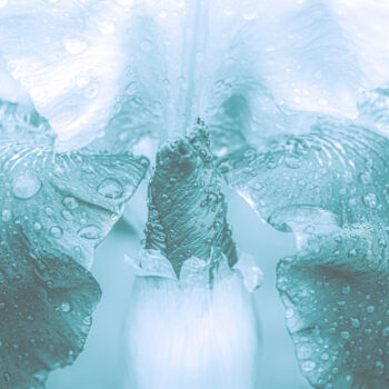Photography titled "A Delicate Wet Cyan…" by Michael Lomiya, Original Artwork, Manipulated Photography