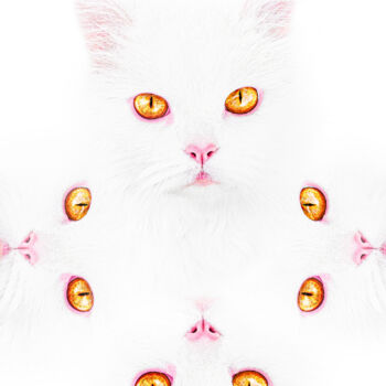 Photography titled "Cat Gaze. White Cat…" by Michael Lomiya, Original Artwork, Manipulated Photography