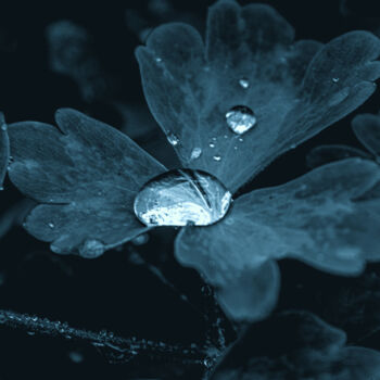 Photographie intitulée "A Drop Of Water In…" par Michael Lomiya, Œuvre d'art originale, Photographie argentique