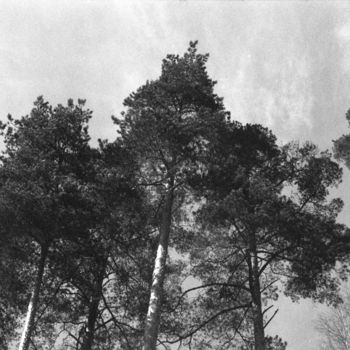 Fotografía titulada "Pines" por Mikhail Rudnikov, Obra de arte original