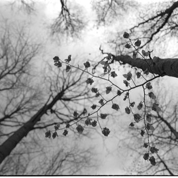 Photography titled "Forest2" by Michal Vojkuvka, Original Artwork, Analog photography