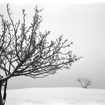 Photographie intitulée "Winter tree" par Michal Vojkuvka, Œuvre d'art originale, Photographie argentique