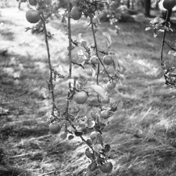 Photography titled "Apples" by Michal Vojkuvka, Original Artwork, Analog photography