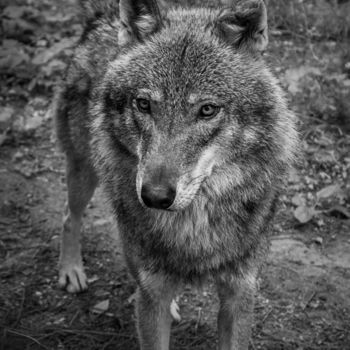 Photographie intitulée "Wolf" par Michał Gromada, Œuvre d'art originale, Photographie numérique