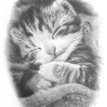Desenho intitulada "Kitten" por Michał Stetkiewicz, Obras de arte originais, Lápis