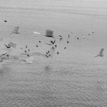 Photographie intitulée "A tir d'ailes" par Michel Babkine, Œuvre d'art originale, Photographie numérique