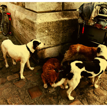 Photography titled "low-down-dogs.jpg" by Michel Clair, Original Artwork