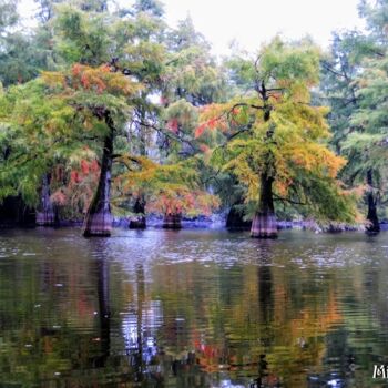 Fotografia intitulada "Prémices d'Automne…" por Michel Guillet, Obras de arte originais