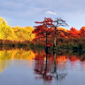 제목이 "Plein feux sur Boul…"인 사진 Michel Guillet로, 원작