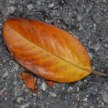 Photography titled "Feuille d'automne" by Michel Jegerlehner, Original Artwork, Non Manipulated Photography
