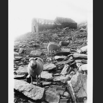 Fotografie getiteld "Le mouton curieux" door Michel Jegerlehner, Origineel Kunstwerk, Film fotografie
