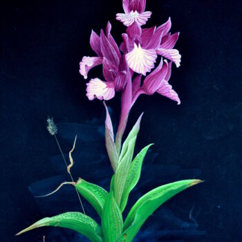 Painting titled "ORCHIS PAPILIONACEA" by Michel Michaux, Original Artwork, Oil