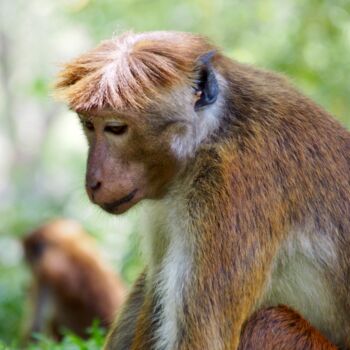 Photographie intitulée "Songes de singe" par Michel Paulin, Œuvre d'art originale, Photographie numérique