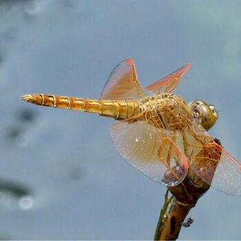 Photography titled "D’eau et d’or" by Michel Paulin, Original Artwork, Digital Photography