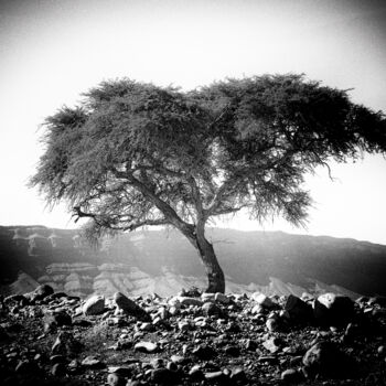 Фотография под названием "arbre et mineral" - Michel Spingler, Подлинное произведение искусства, Цифровая фотография