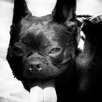 Fotografia intitulada "A bad dog" por Michel Spingler, Obras de arte originais, Fotografia digital