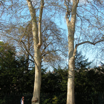 Fotografie mit dem Titel "Paris. Jardin du Lu…" von Michel Volle, Original-Kunstwerk