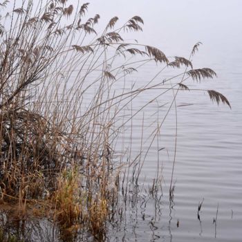 Fotografie getiteld "HIVER BRUMEUX EN BO…" door Michel Volle, Origineel Kunstwerk, Digitale fotografie Gemonteerd op Karton