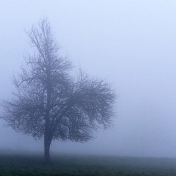 Photographie intitulée "HIVER BRUMEUX EN BO…" par Michel Volle, Œuvre d'art originale, Photographie numérique Monté sur Cart…