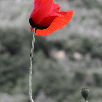 Fotografia intitolato "Fiore rosso" da Mike Messina, Opera d'arte originale