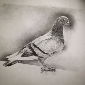 Рисунок под названием "Pigeon biset" - Michèle Rais, Подлинное произведение искусства, Графит