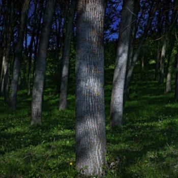 Фотография под названием "alberi" - Michele De Vita, Подлинное произведение искусства