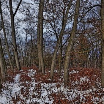 Photographie intitulée "boscolanga1.jpg" par Michele De Vita, Œuvre d'art originale