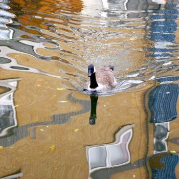 Photography titled "Duck" by Michelle Baharier, Original Artwork, Digital Photography
