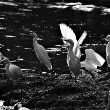 Fotografie mit dem Titel "Birds from an Island" von Elke Zaksek Art, Original-Kunstwerk, Digitale Fotografie