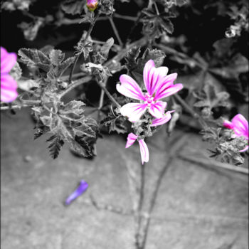 Photography titled "flower-p.jpg" by Mid'Get Art, Original Artwork
