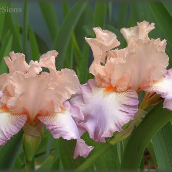 Photographie intitulée "Two happy Irises" par Mies De Graaf, Œuvre d'art originale, Photographie numérique